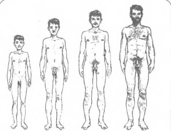 Taille du pénis selon l'âge.